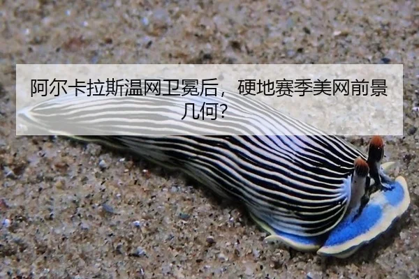 a-er-ka-la-si-wen-wang-wei-mian-hou-ying-di-sai-ji-mei-wang-qian-jing-ji-he-3-445.jpg